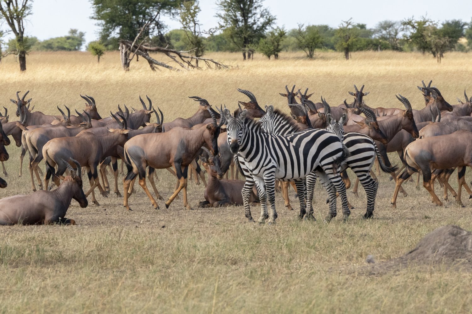 A zebra has a glaze at the other animal pack. 